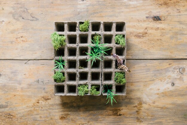 Small plants seedling on peat tray against wooden bench