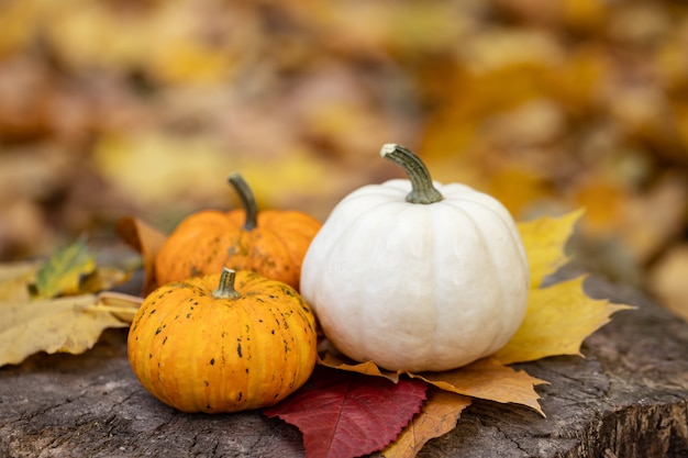 Small pumpkins on a stump in the autumn forest