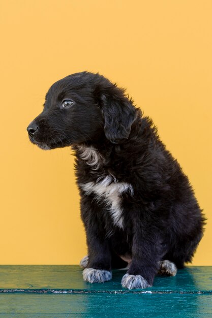 離れて見て小さな子犬