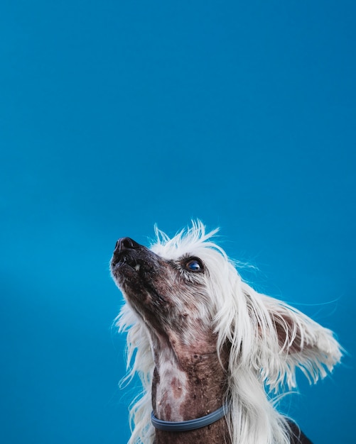 Foto gratuita piccolo cucciolo con lunghi capelli bianchi guardando in alto