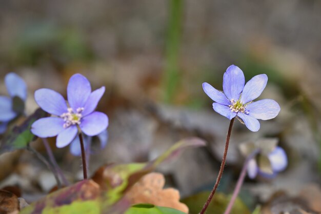 "Small purple flowers growing"