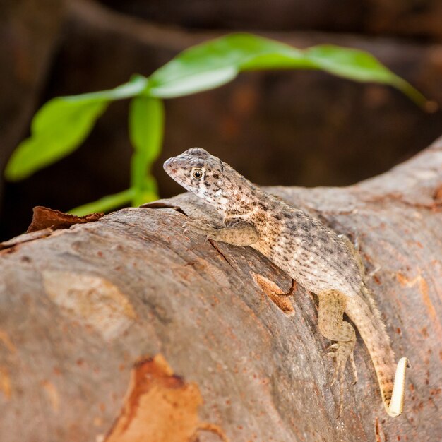 Small reptile walking on the surface of a tree with color patterns the same as the wood