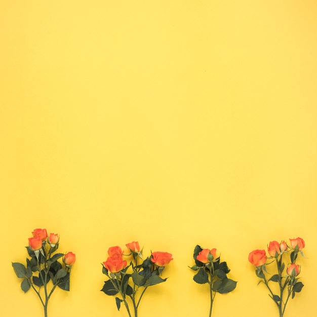 Small rose flowers on yellow table