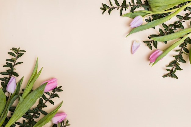 Small soft tulips on beige background