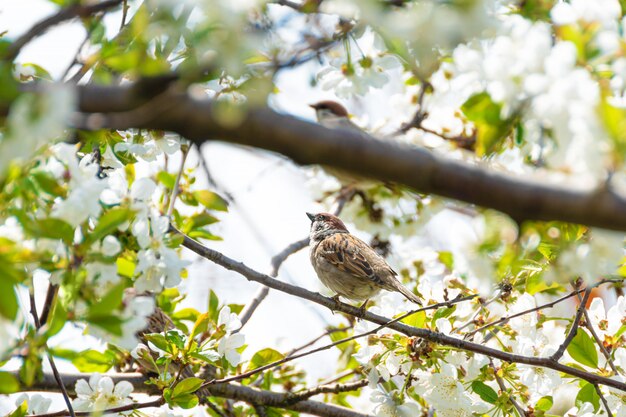 開花枝に座っている小さなスズメ