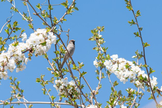 Small sparrow sitting on a branch