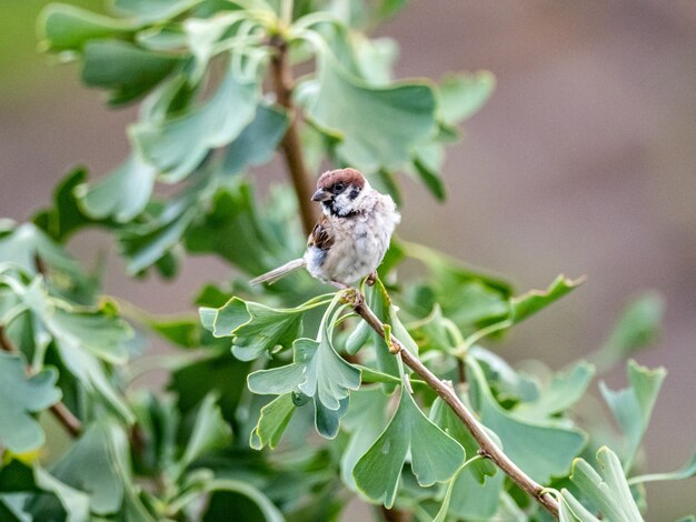 무료 사진 그것에 녹색 잎 나뭇 가지에 앉아 작은 참새