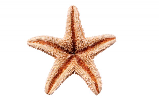 작은 별 물고기 seastar 흰색 배경에 고립