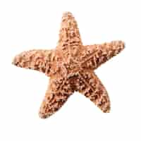 Free photo small starfish seastar isolated on white background