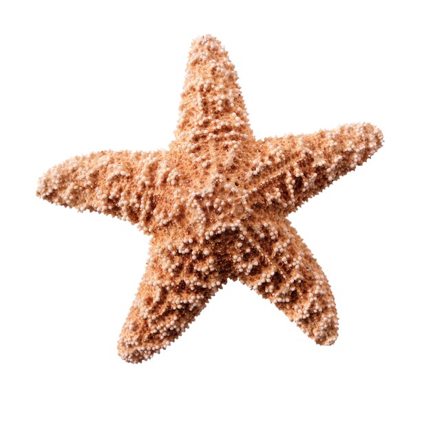 Small starfish seastar isolated on white background