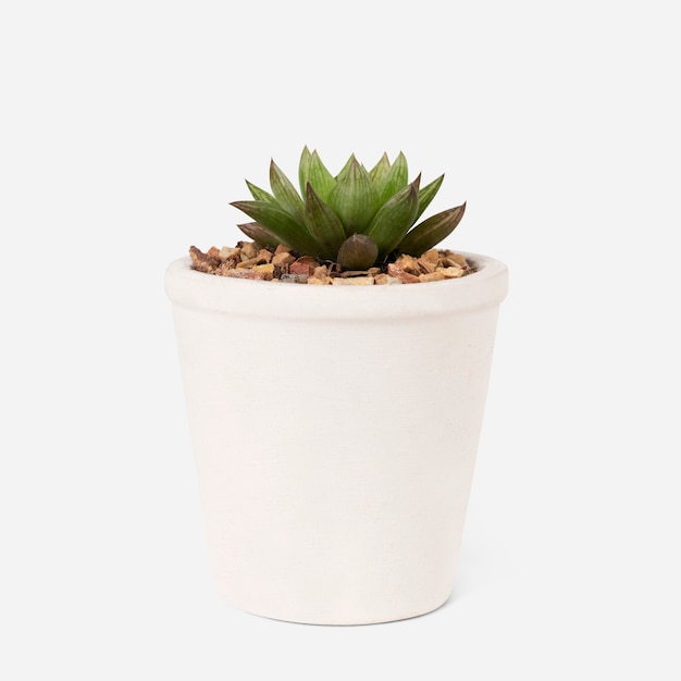 Small succulent plant in a white pot