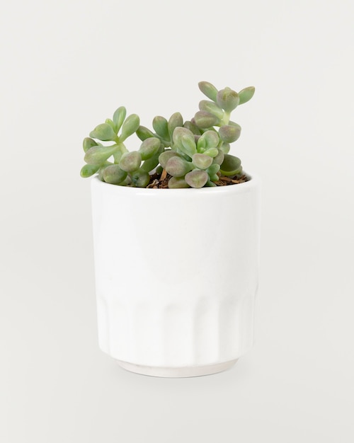 Small succulent plant in a white pot