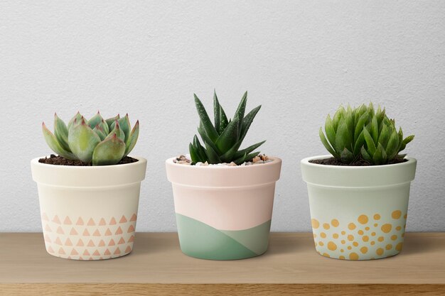Small succulent plants in pastel pots