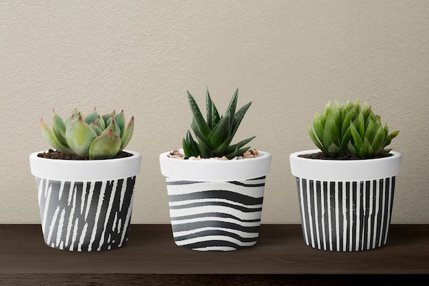 Free photo small succulent plants in pots