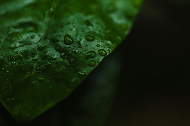 Piccole gocce d'acqua sulla foglia