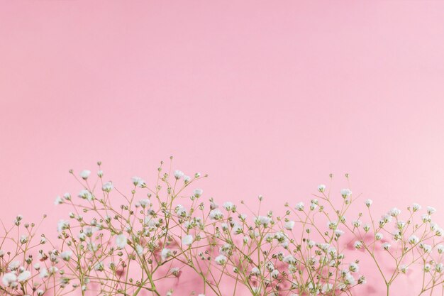 Small white blooming flowers on pink background