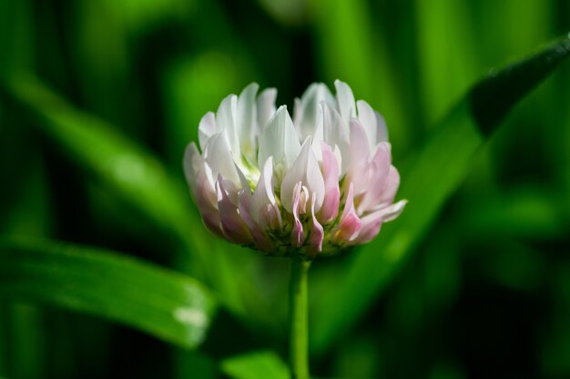 A Small White Clover in blossom in the Maltese countryside during winter