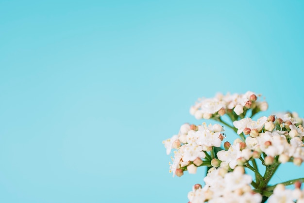 Small white flowers on blue