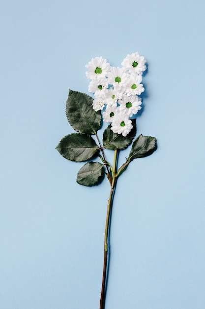 Foto gratuita piccoli fiori bianchi e foglie verdi disposte su sfondo blu