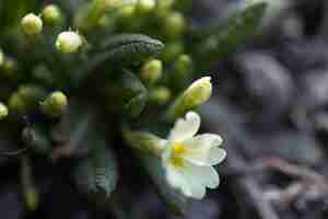 Free photo a small white spring flower grows from the ground