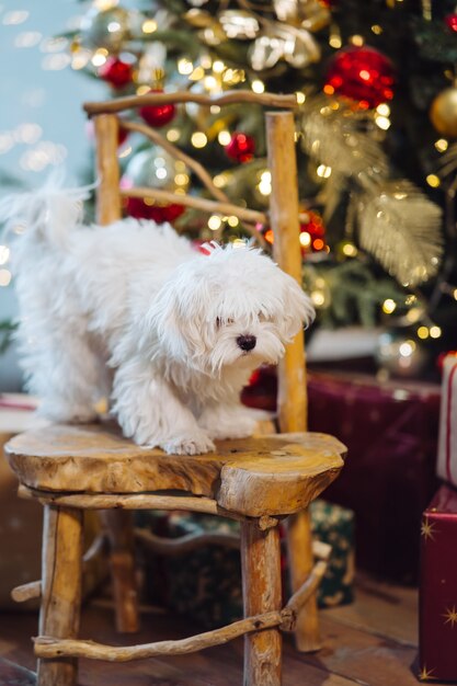 クリスマスツリーの背景に小さな白いテリア。ビューを閉じる