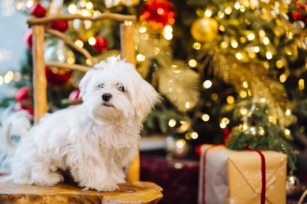 クリスマスツリーの背景に小さな白いテリア。