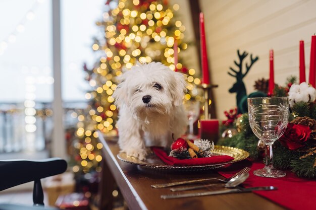 Small white terrier on a decorative christmas table, close view