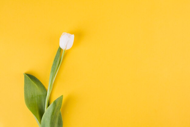Small white tulip flower on yellow table