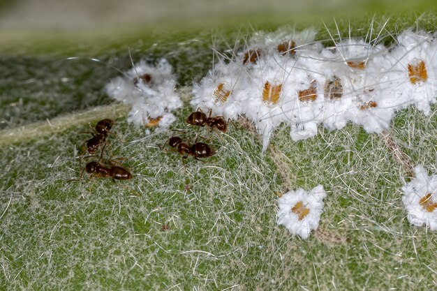Малые белокрылки семейства aleyrodidae со взрослыми муравьями-марсоходами из рода brachymyrmex в виде дерева оити вида licania tomentosa