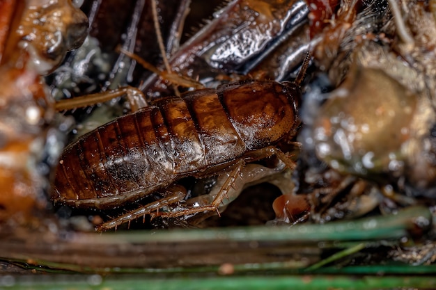 Small wood cockroach nymph of the family ectobiidae inside a cicada eating its insides