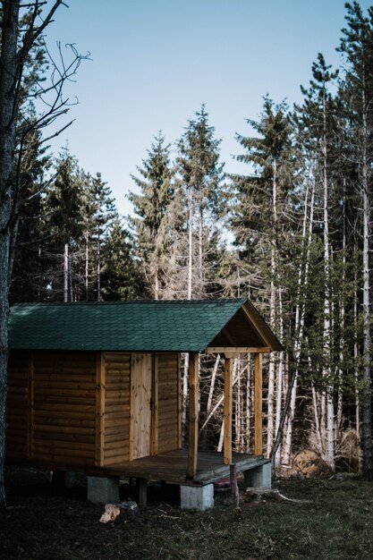 small wooden house surrounded by tall trees in a forest