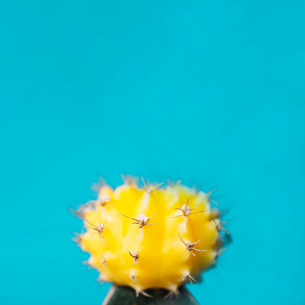 Small yellow cactus on blue