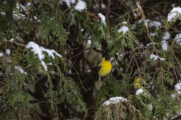 Small yellow canary sitting on the thin branch of a snow-covered pine tree