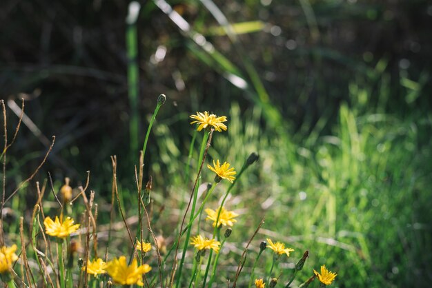 Small yellow dandelion flowers green background closeup