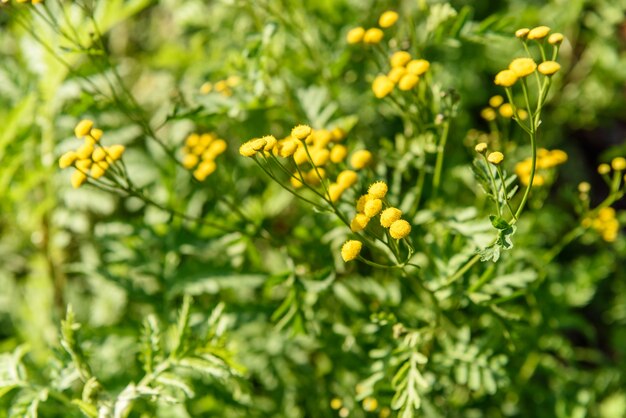 Small yellow dandelion flowers green background closeup