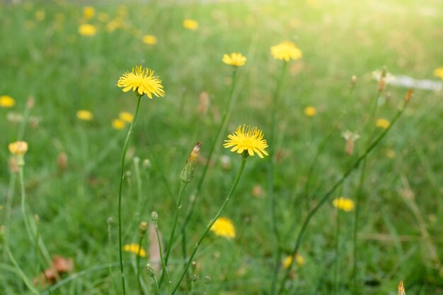 Small yellow dandelion flowers green background closeup