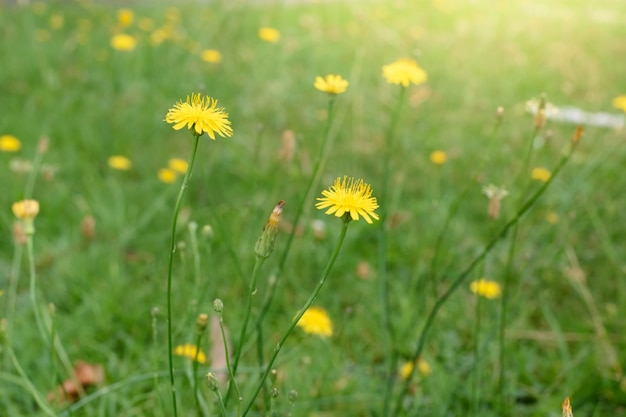 Small yellow dandelion flowers green background closeup