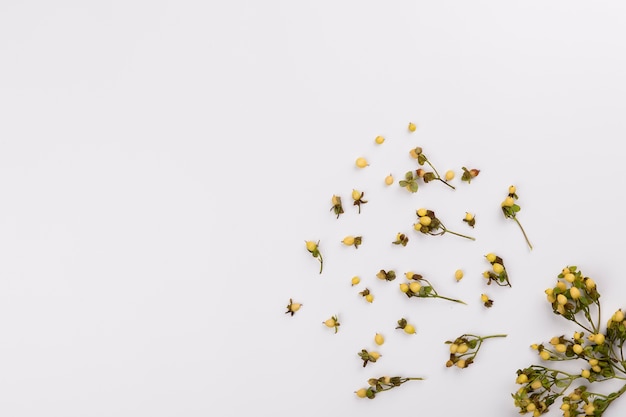 Small yellow flowers