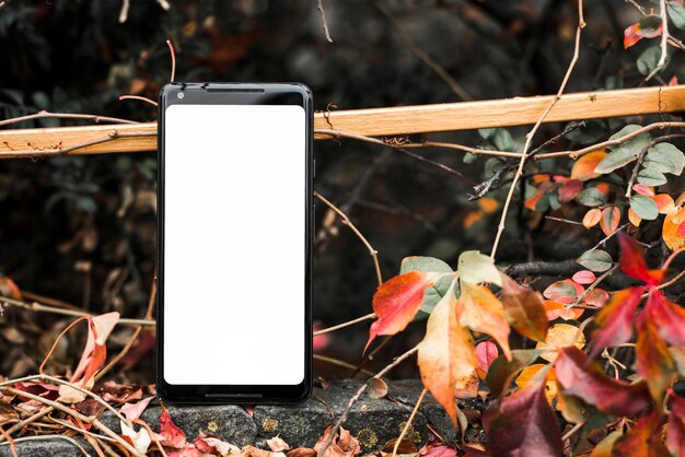 秋の紅葉の近くの空白の白い画面を持つスマートフォン