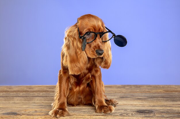 Smart and unique. English cocker spaniel young dog is posing n sunglasses.