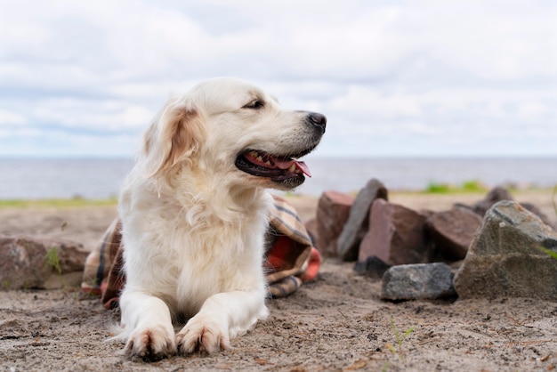 屋外で毛布で覆われたスマイリー犬