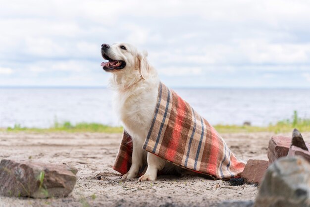 Smiley dog covered with blanket