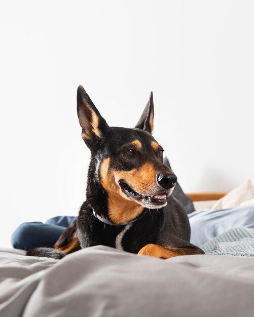 Smiley dog laying in bed