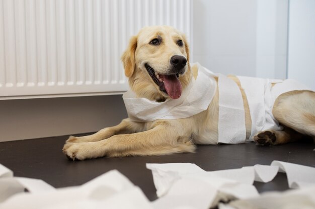 散らかった後、床に横たわっているスマイリー犬