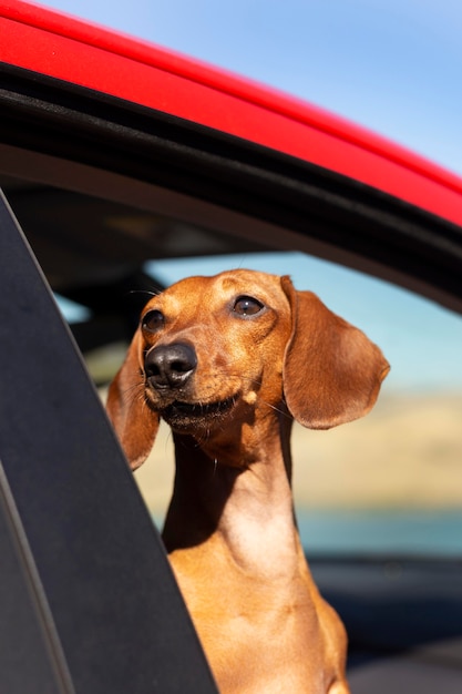 窓の外を見ているスマイリー犬