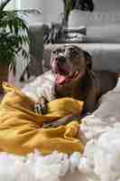 Free photo smiley dog playing with pillows