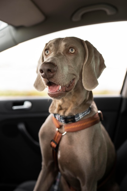 Smiley dog sitting in car