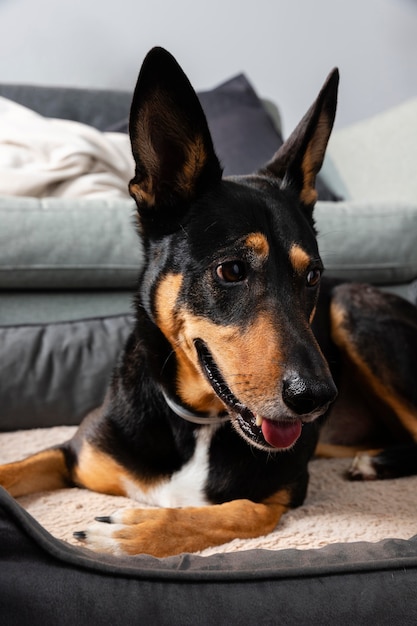 彼のベッドに座っているスマイリー犬