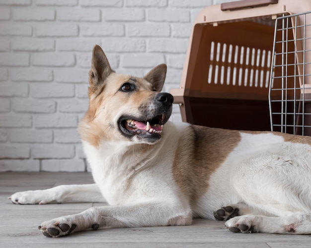 Smiley dog sitting near kennel