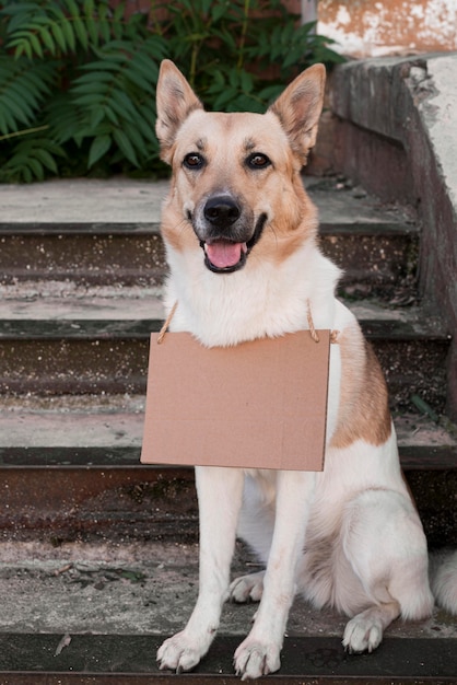 バナー付きの階段に立っているスマイリー犬